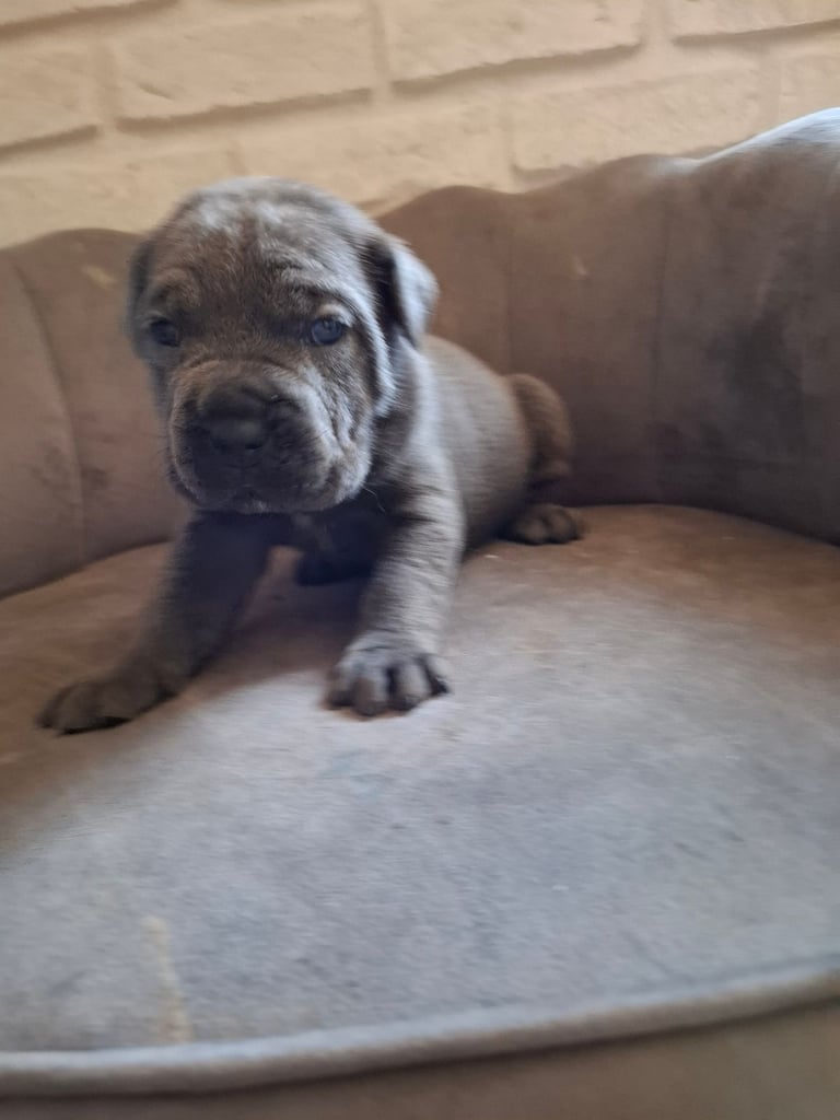 **REDUCED** 2 left Pure Cane Corso puppies (Blue) 2 females left 