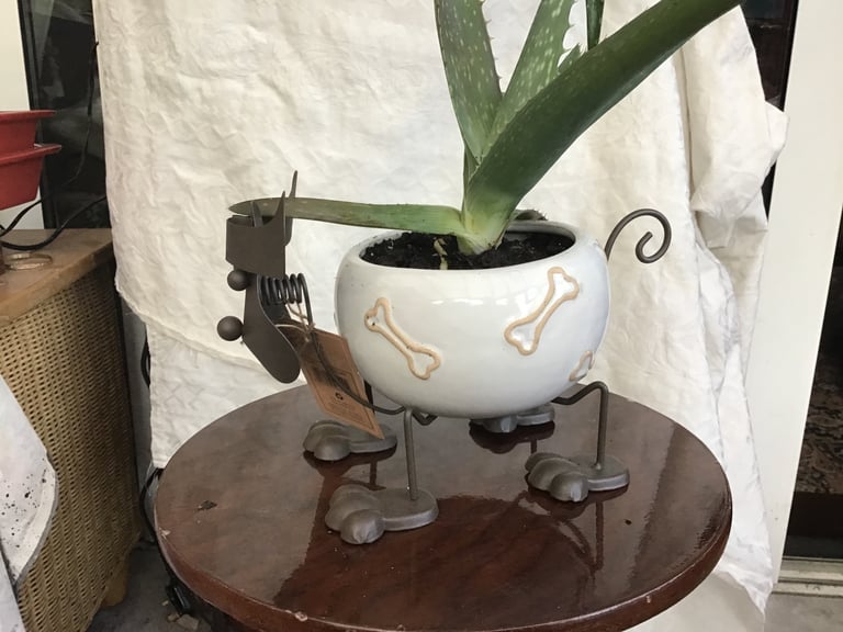 image for House plant