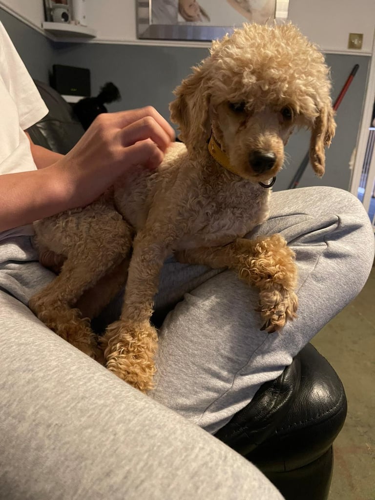 Miniature poodle male 