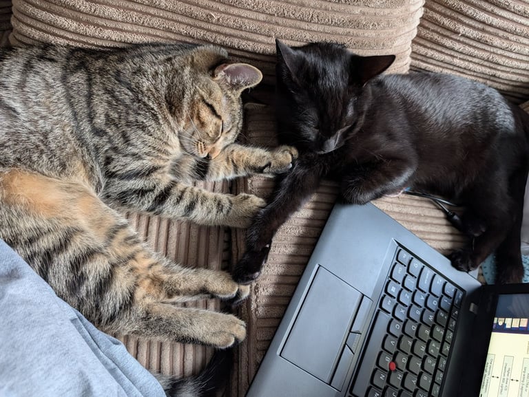 8 months kittens forever home