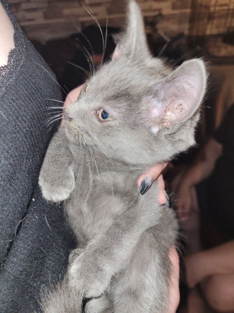 3 Ragdoll maine-coon x Blue Russian kittens ready to go. £350