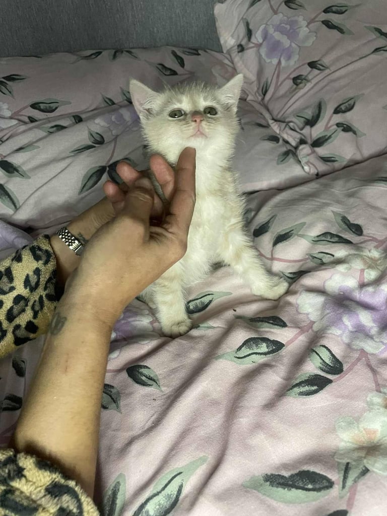 Ragdoll x maincoon fluffy kittens