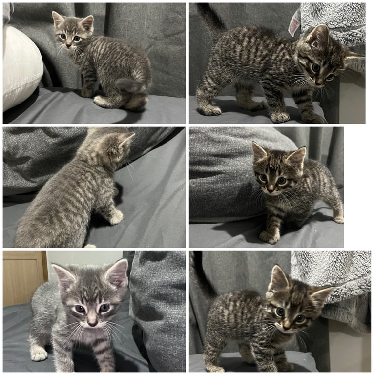 image for 3 kittens for sale 