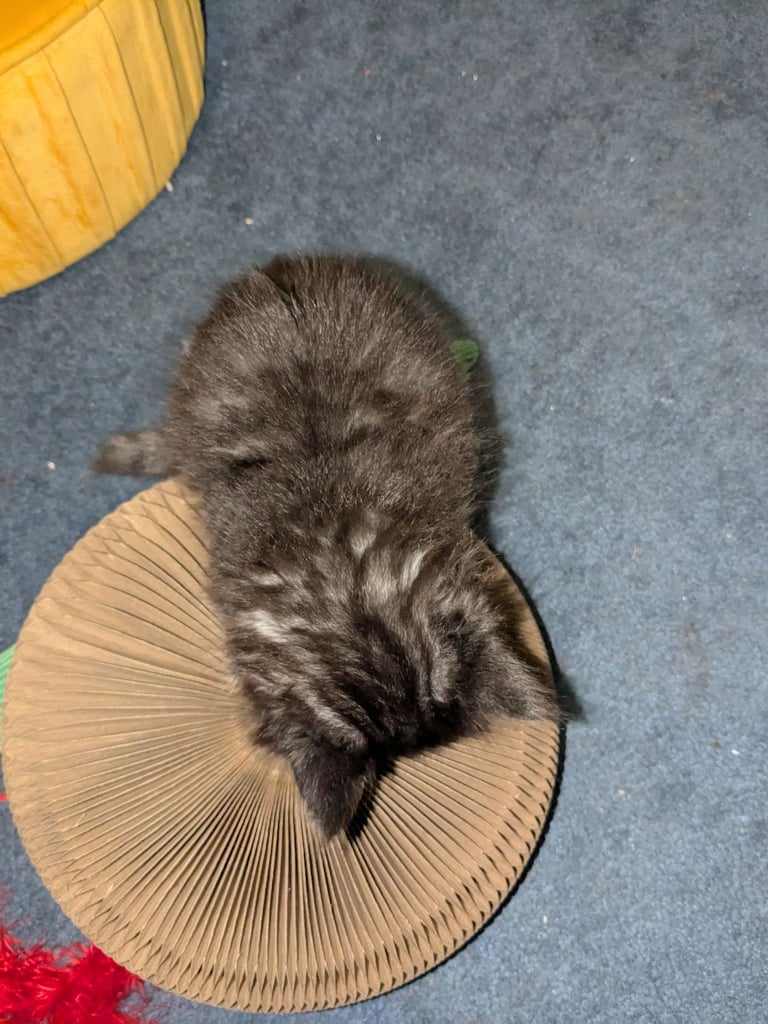 Maine Coon Cross Kittens 