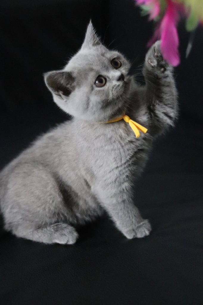 ✨ GCCF Registered Imported bloodlinesBsh Kittens✨