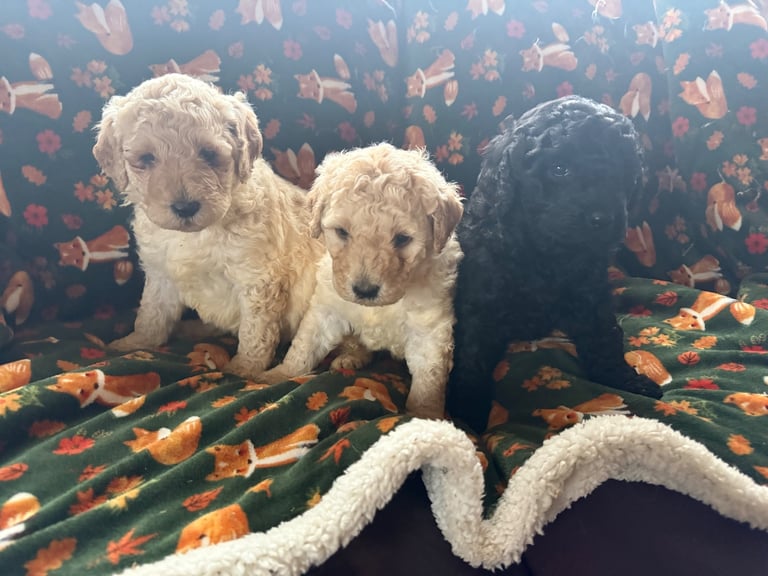 Minature Goldendoodles 