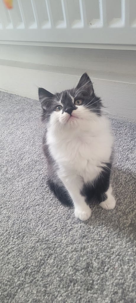 3 kittens 