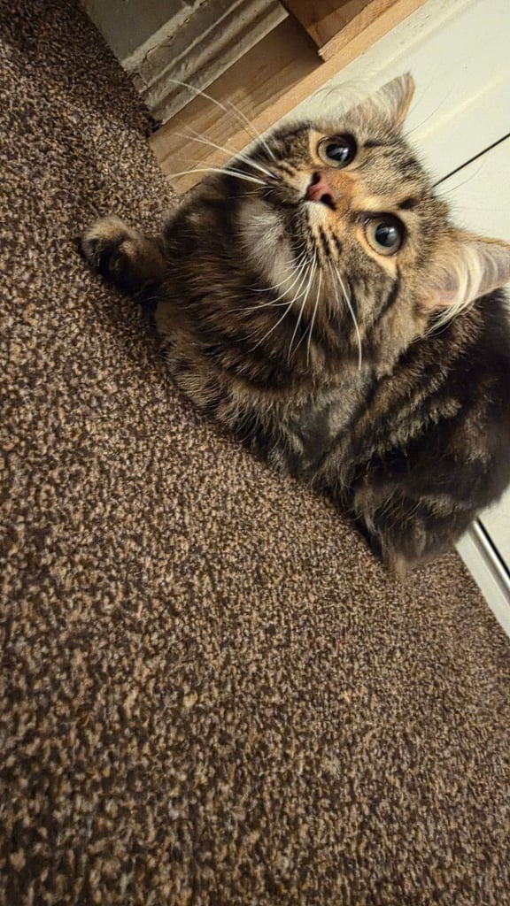 Maine Coone Kitten - Female