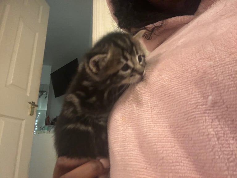 Adorable Kittens For Sale