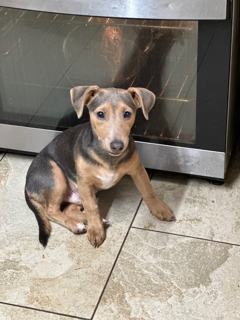 Miniature Jack Russell male. Twelve months old