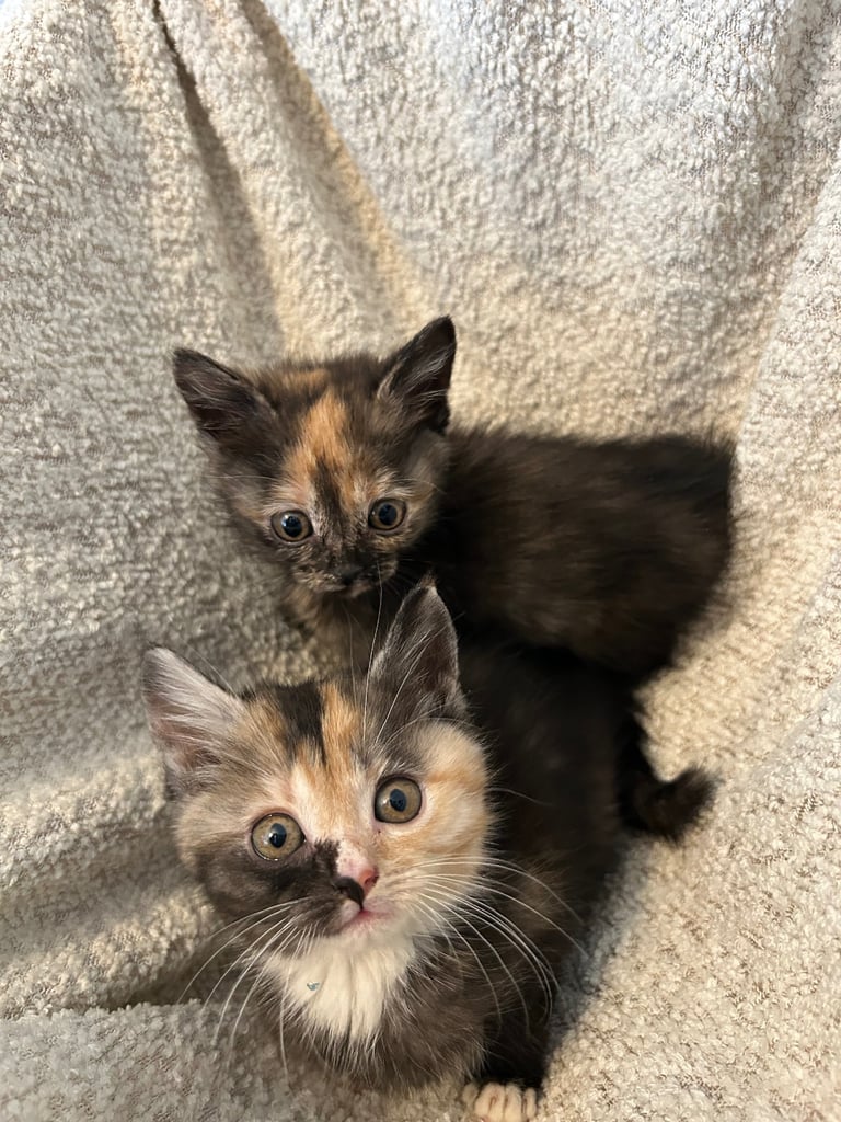 British short hair mixed kittens 