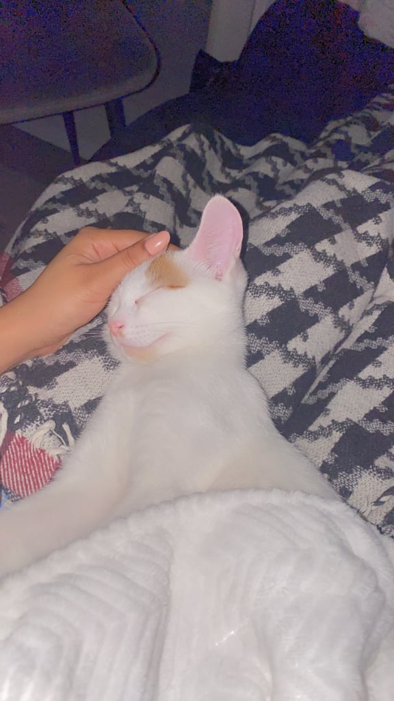 Kitten 13 weeks male  £25