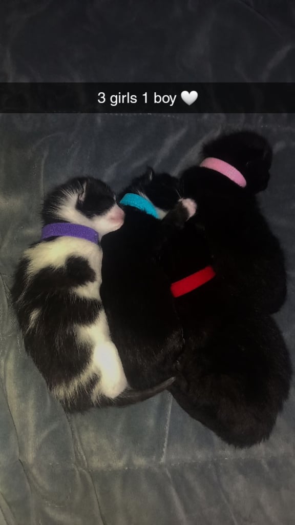 Gorgeous Kittens 🤍