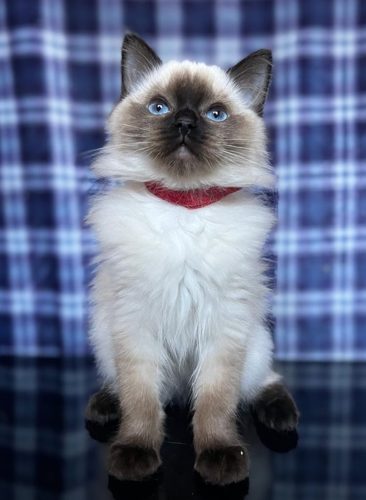 1 Adorable Ragdoll Boy left & Looking for Their Loving Home 