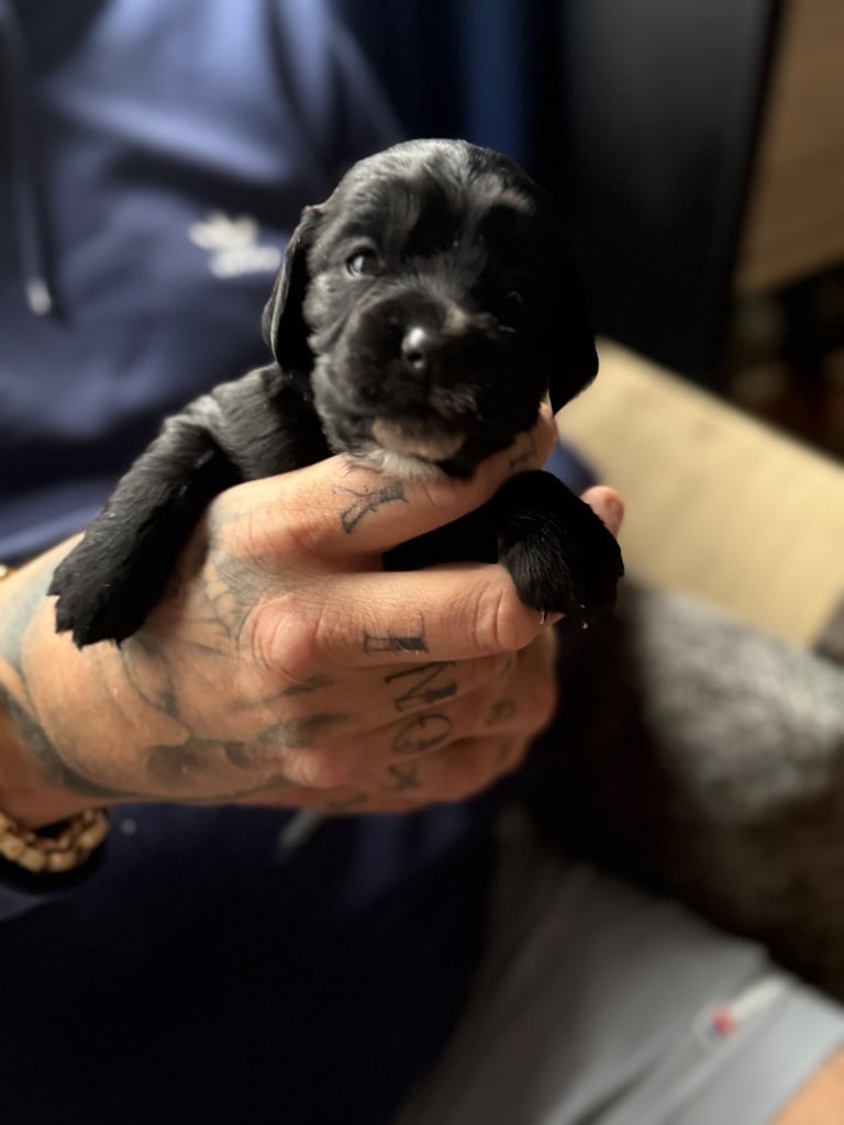 Gorgeous litter of cocker spaniel pups 