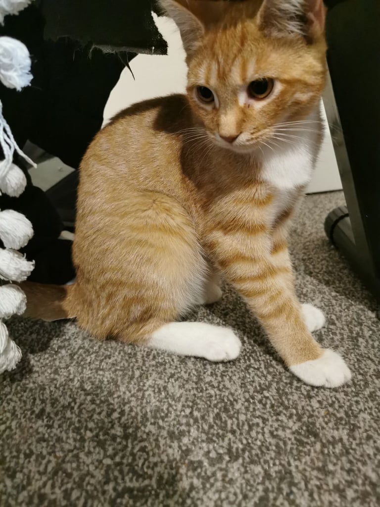 image for Ginger Kittens 