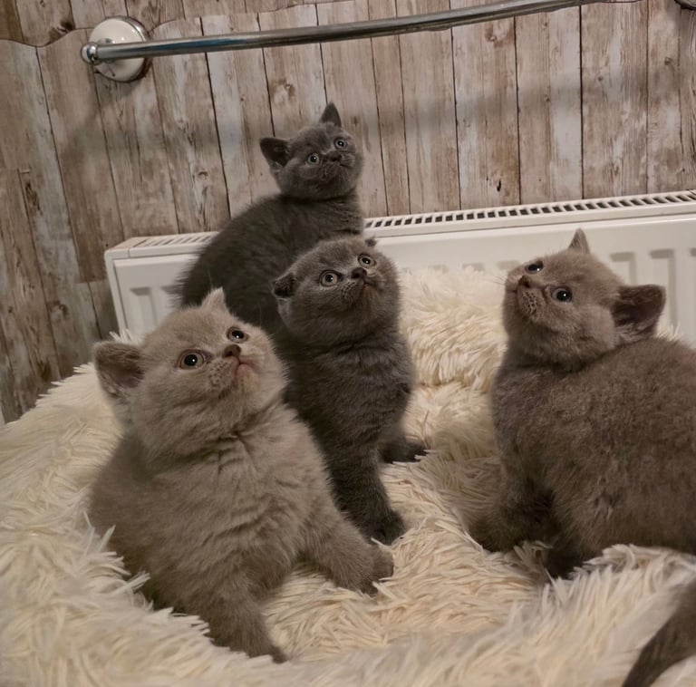image for 4 BSH male kittens VACCINATED, MICROCHIPPED NO DEPOSIT READY NOW