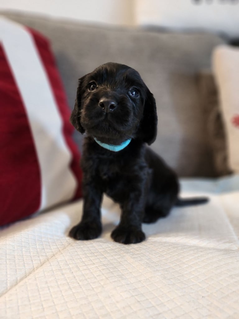 Cocker Spaniel Puppies🐕 Ready to leave December 1st🐕🎄💙💖