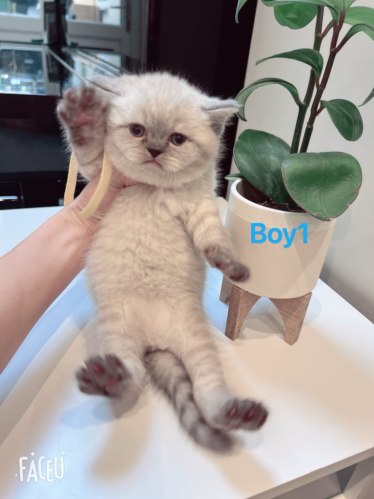 Cute mix ragdoll