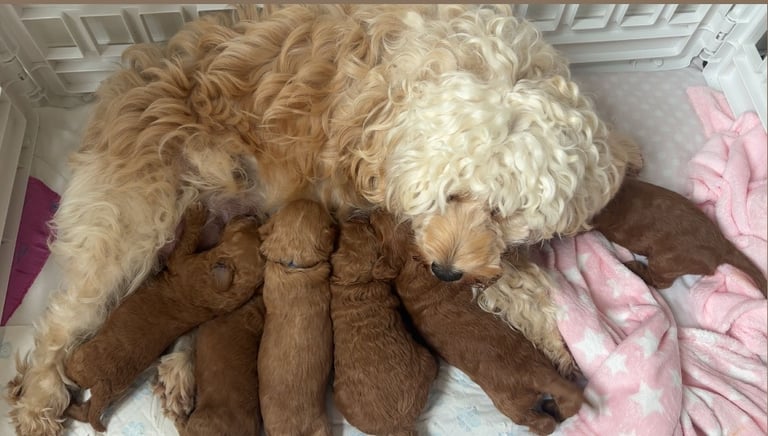 Beautiful f1b cockapoo puppies 