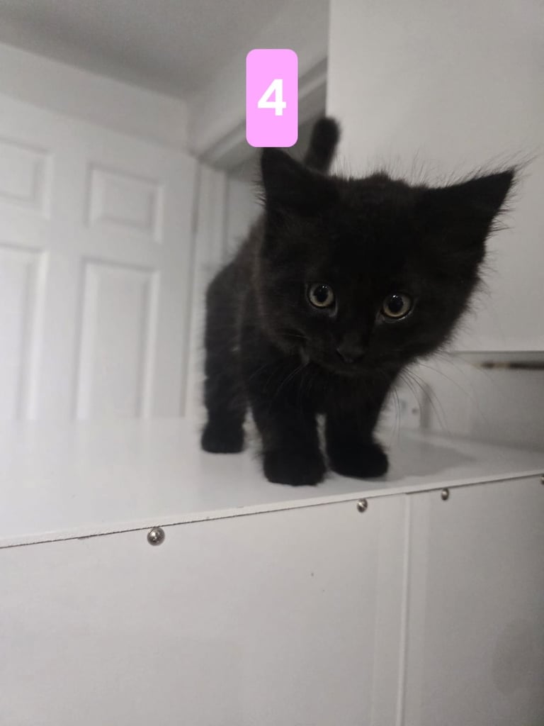 Kittens