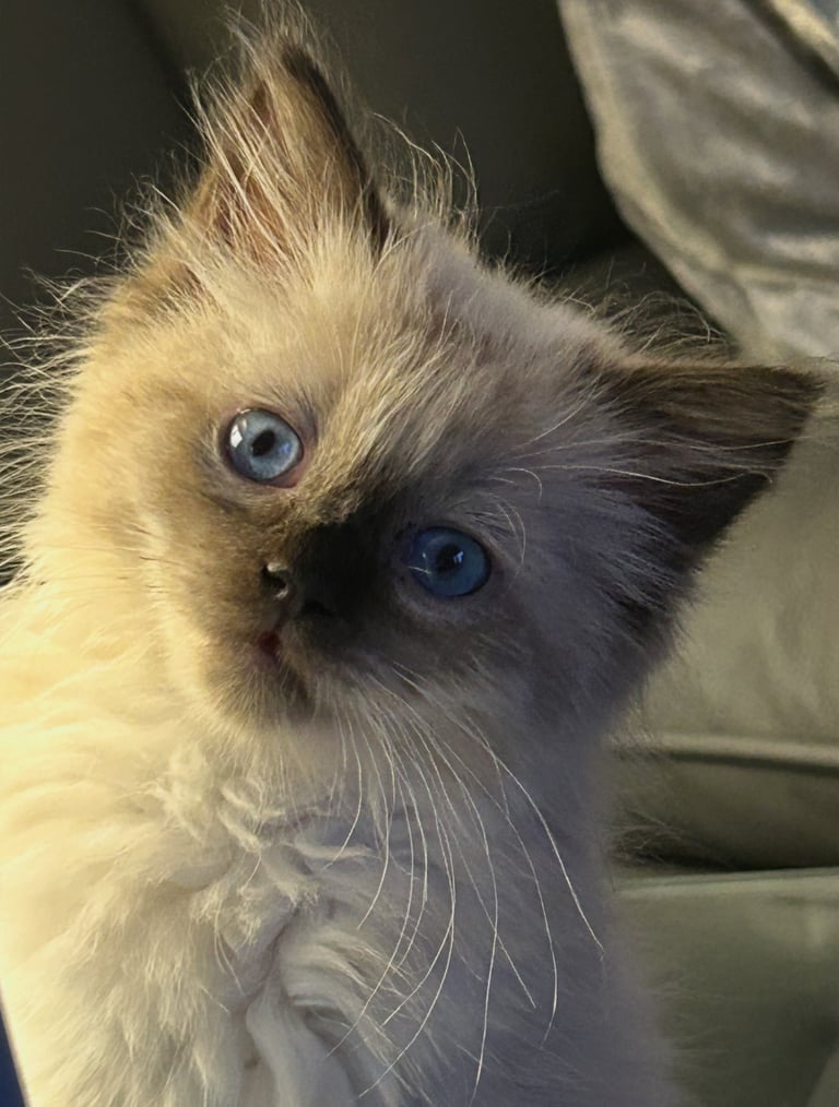 image for Sweetheart purebred Ragdoll kitten 🥰