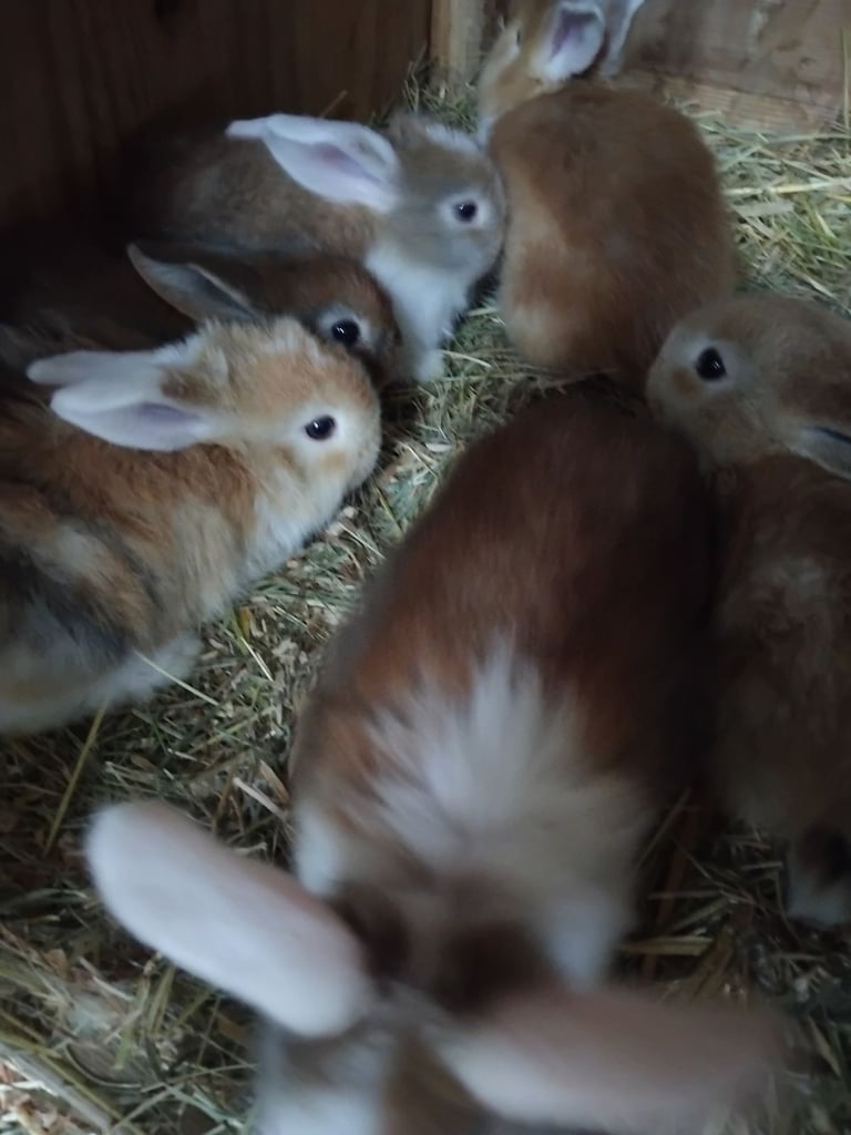 image for Baby mini lops