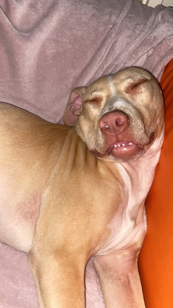 Dexter