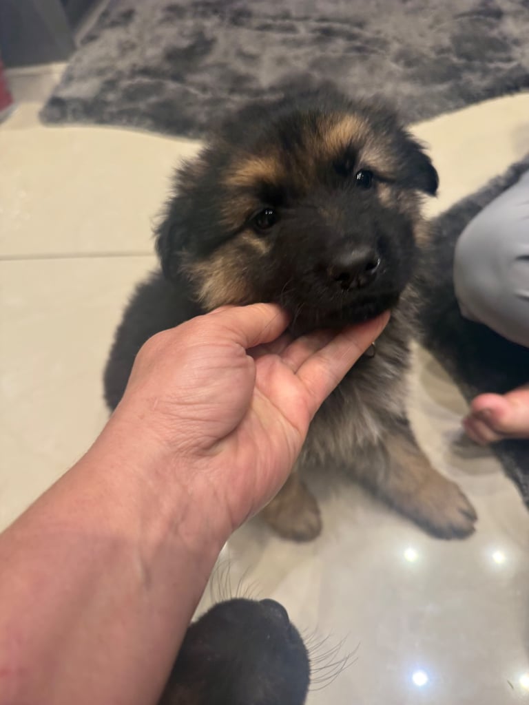 German Shepherd NOW READY TO GO 