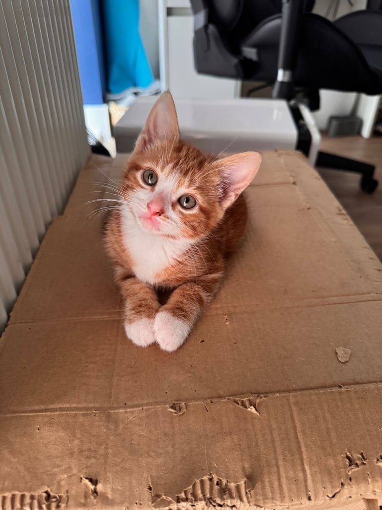 image for Ginger boy kitten 8.5weeks £80