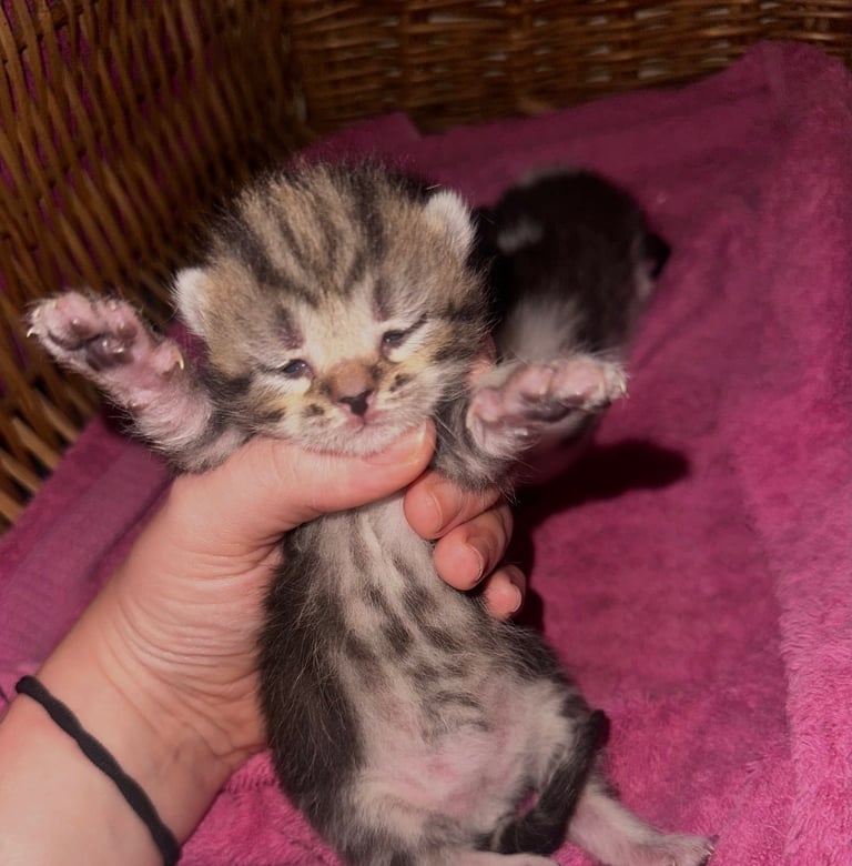 Kittens looking for forever homes 
