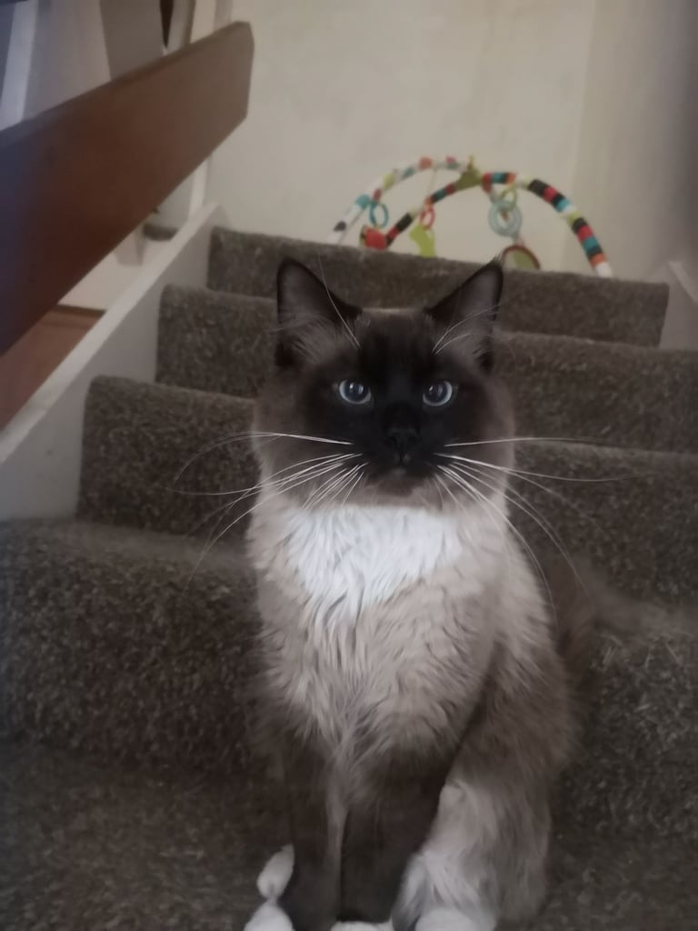 Male Ragdoll cat