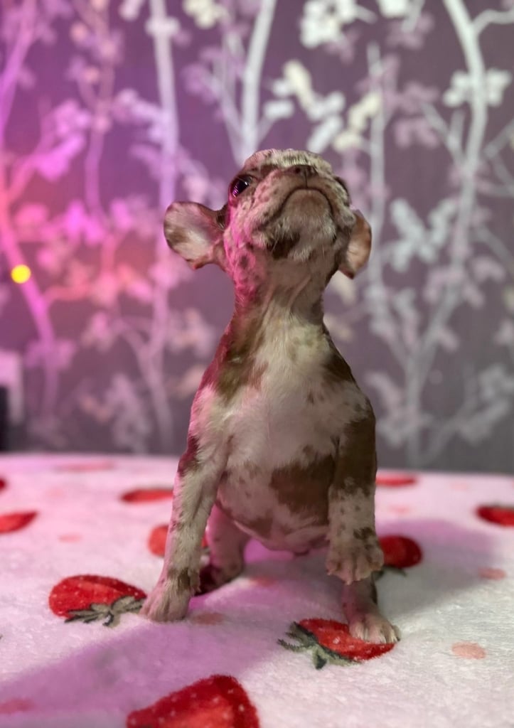 French bulldog puppies £800 ono
