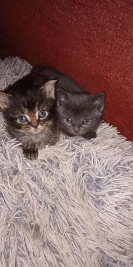 1 tabby boy and grey girl kittens 