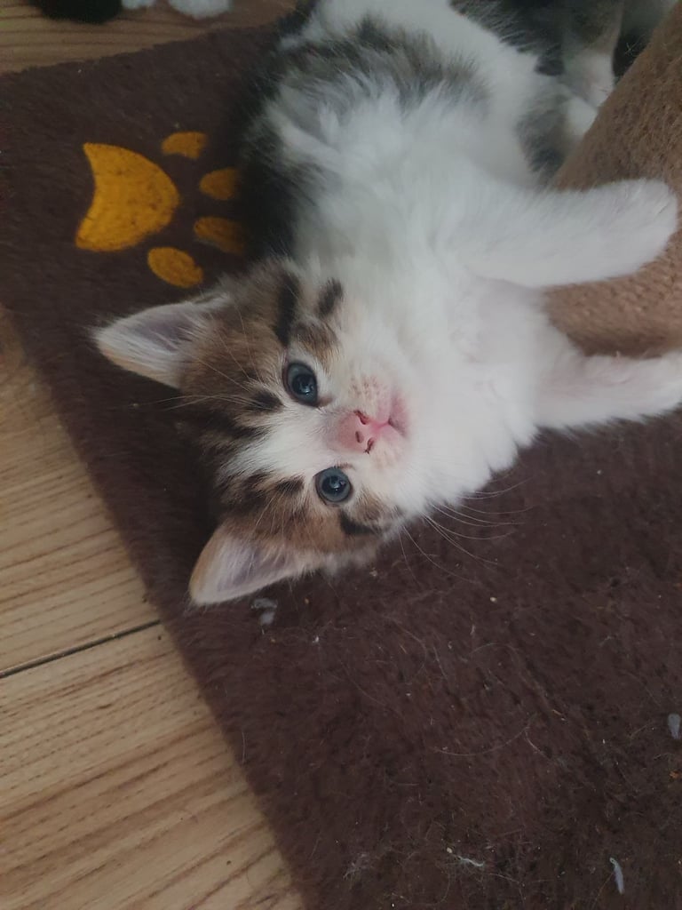 Fluffy kittens (1 female left)
