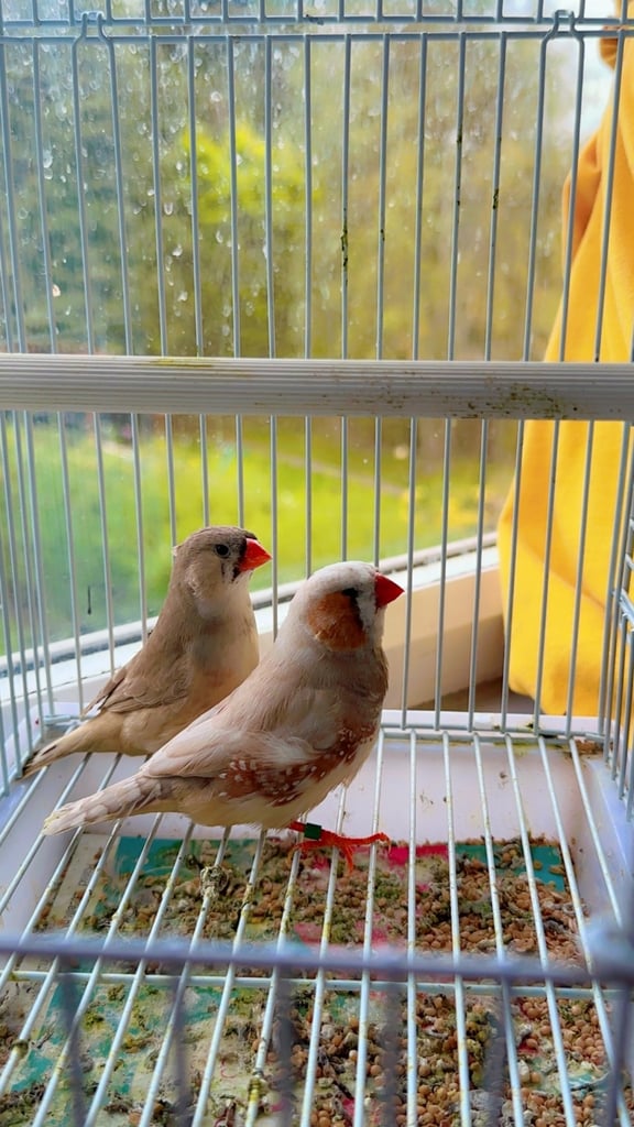 4 PAIRS OF BIG EXHIBITION SIZED CLOSE RUNG (ZFS) ZEBRA FINCHES