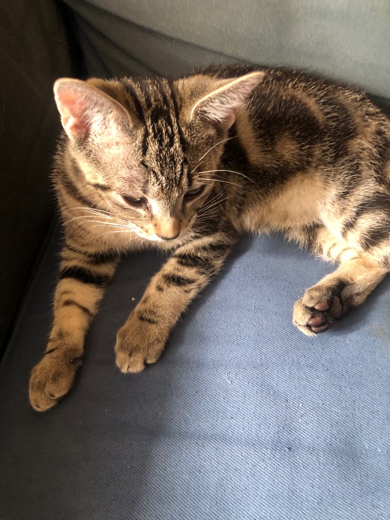 Bengal cross kitten male 