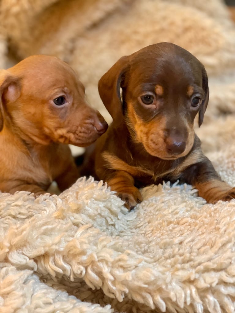 Miniature Dachshund Puppies