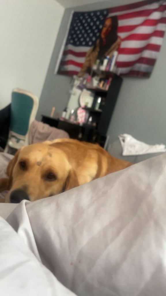 image for Dog for rehome