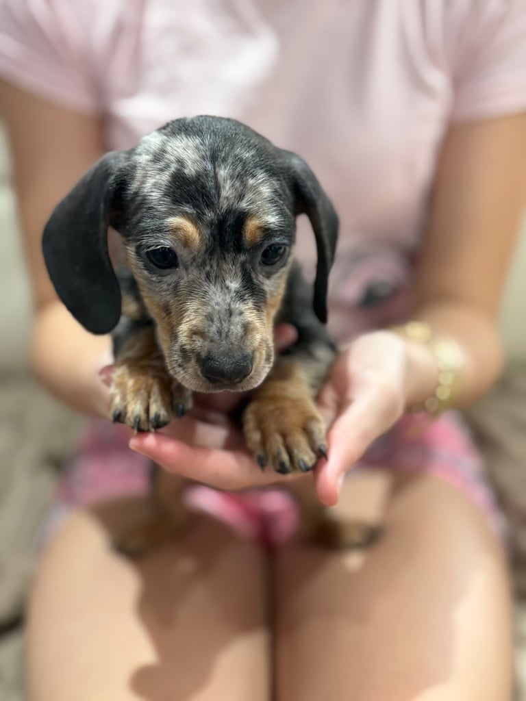 Dachshund puppies 