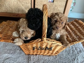 Toy Poodles puppies