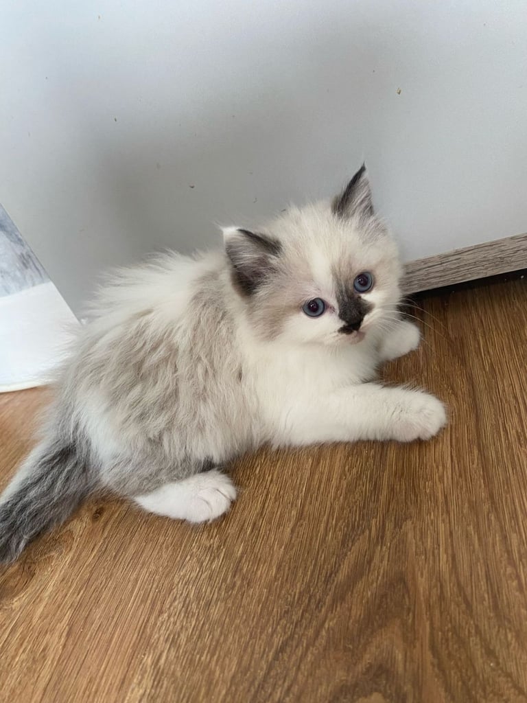 5 gorgeous ragdoll kittens 