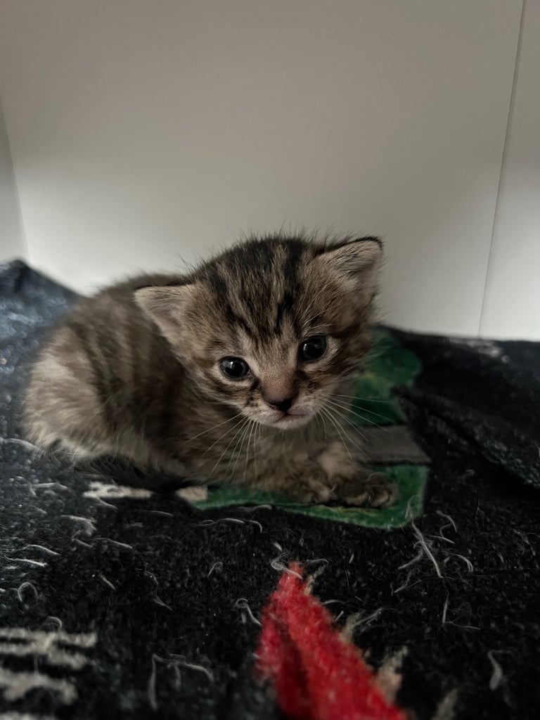 image for ‼️Beautiful Female Kitten‼️