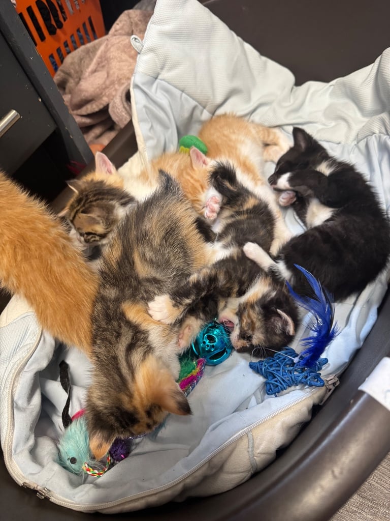 6 beautiful kittens ready to go 