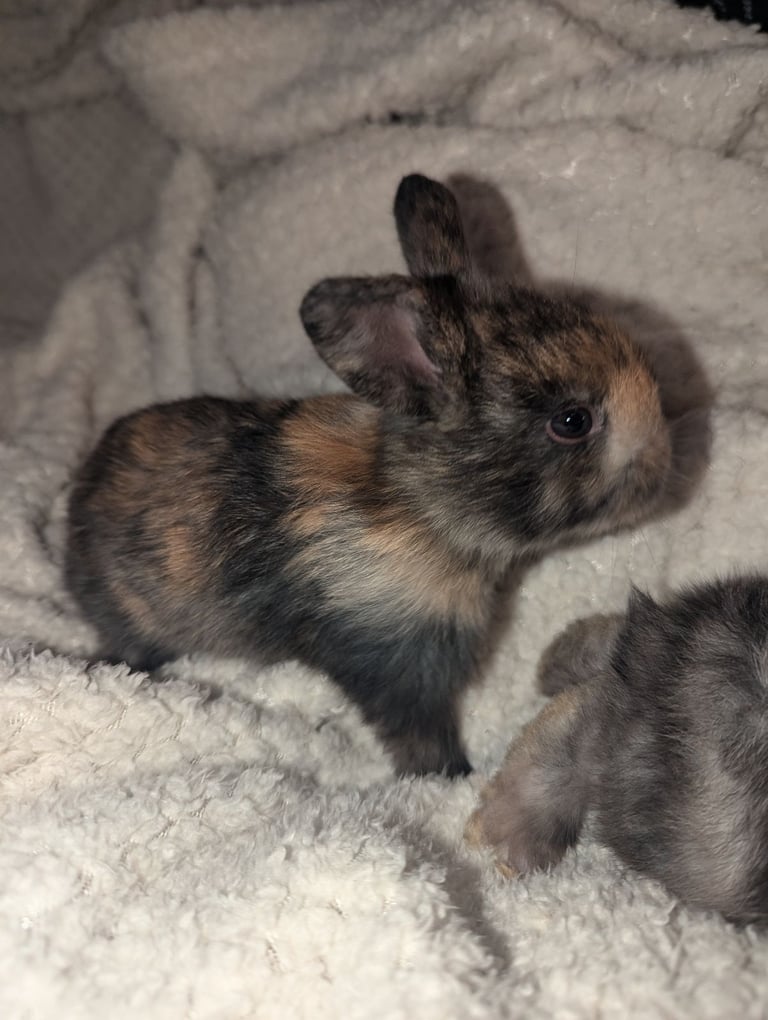 Baby rabbits 