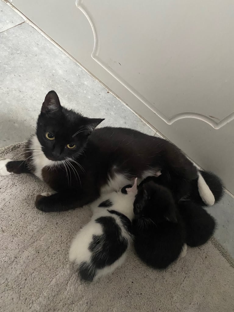 Kittens / Cats