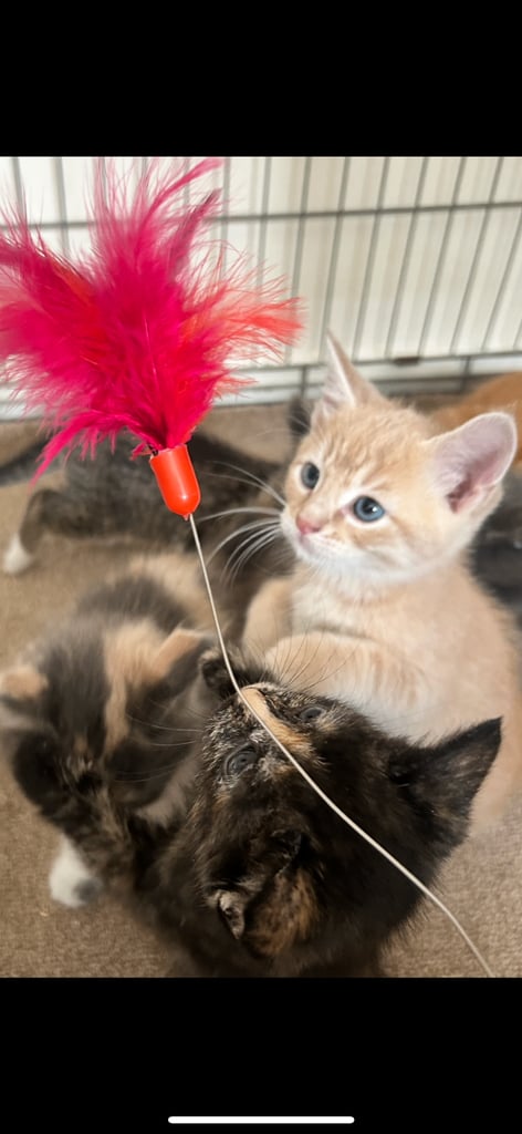 image for Beautiful kittens