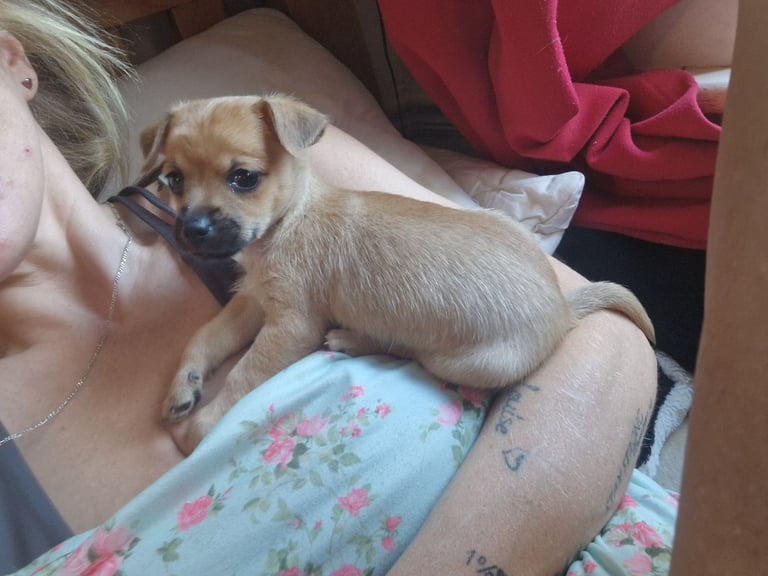 Beautiful little boy 