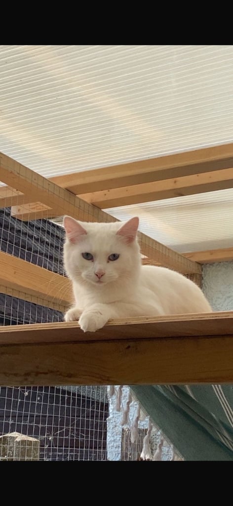 Maine coon / Turkish angora