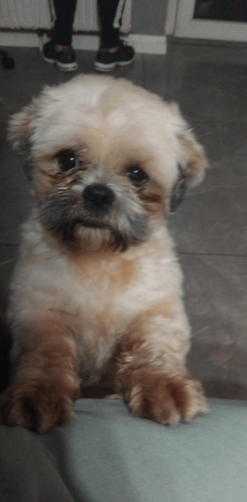 image for Boy Minature shih zhu 